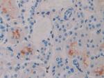 IFNA4 Antibody in Immunohistochemistry (Paraffin) (IHC (P))