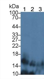 IFNA4 Antibody in Western Blot (WB)