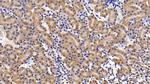 IL11RA Antibody in Immunohistochemistry (Paraffin) (IHC (P))