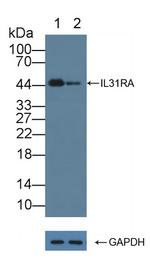 IL31RA Antibody in Western Blot (WB)