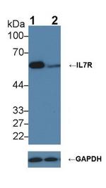 CD127 Antibody in Western Blot (WB)