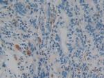 IBA1 Antibody in Immunohistochemistry (Paraffin) (IHC (P))