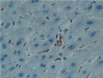 IBA1 Antibody in Immunohistochemistry (Paraffin) (IHC (P))