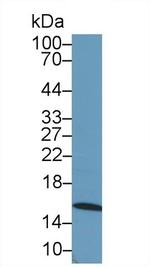 IBA1 Antibody in Western Blot (WB)