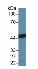 IDH1 Antibody in Western Blot (WB)