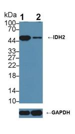 IDH2 Antibody in Western Blot (WB)