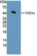 IDH2 Antibody in Western Blot (WB)