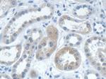 IARS Antibody in Immunohistochemistry (Paraffin) (IHC (P))