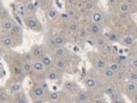 IARS Antibody in Immunohistochemistry (Paraffin) (IHC (P))