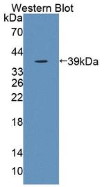 KELL Antibody in Western Blot (WB)