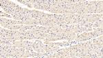 LDHB Antibody in Immunohistochemistry (Paraffin) (IHC (P))