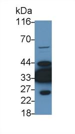 LDHB Antibody in Western Blot (WB)