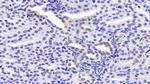 LMAN1 Antibody in Immunohistochemistry (Paraffin) (IHC (P))