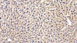 LEPR Antibody in Immunohistochemistry (Paraffin) (IHC (P))