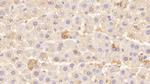 LEPR Antibody in Immunohistochemistry (Paraffin) (IHC (P))