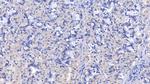 LSR Antibody in Immunohistochemistry (Paraffin) (IHC (P))