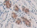 KARS Antibody in Immunohistochemistry (Paraffin) (IHC (P))