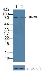 KARS Antibody in Western Blot (WB)