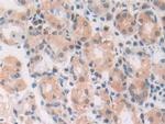 MIF Antibody in Immunohistochemistry (Paraffin) (IHC (P))