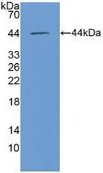 MIF Antibody in Western Blot (WB)