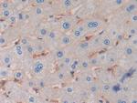 HLA-C Antibody in Immunohistochemistry (Paraffin) (IHC (P))