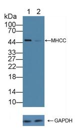 HLA-C Antibody in Western Blot (WB)