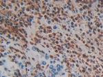 MASP1 Antibody in Immunohistochemistry (Paraffin) (IHC (P))