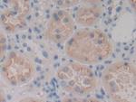 MASP1 Antibody in Immunohistochemistry (Paraffin) (IHC (P))