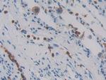 MASP1 Antibody in Immunohistochemistry (Paraffin) (IHC (P))