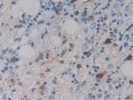 MASP1 Antibody in Immunohistochemistry (Paraffin) (IHC (P))