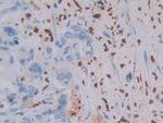 MASP1 Antibody in Immunohistochemistry (Paraffin) (IHC (P))