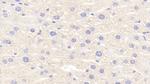 MASP1 Antibody in Immunohistochemistry (Paraffin) (IHC (P))