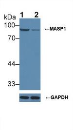 MASP1 Antibody in Western Blot (WB)