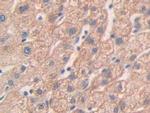 MMP24 Antibody in Immunohistochemistry (Paraffin) (IHC (P))