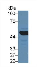 MMP24 Antibody in Western Blot (WB)