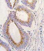 GDF11 Antibody in Immunohistochemistry (Paraffin) (IHC (P))