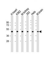 GDF11 Antibody in Western Blot (WB)