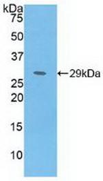 MAT2A Antibody in Western Blot (WB)