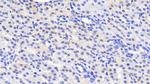 MSRA Antibody in Immunohistochemistry (Paraffin) (IHC (P))