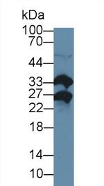 MSRA Antibody in Western Blot (WB)