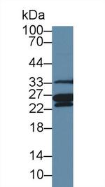 MSRA Antibody in Western Blot (WB)