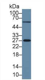 MSRA Antibody in Western Blot (WB)