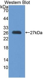 MSRA Antibody in Western Blot (WB)