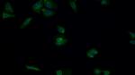 MEK2 Antibody in Immunocytochemistry (ICC/IF)