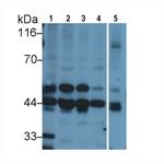 MEK2 Antibody in Western Blot (WB)