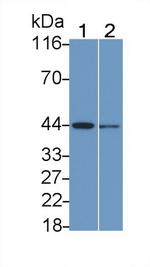 MEK2 Antibody in Western Blot (WB)