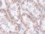 MOSC1 Antibody in Immunohistochemistry (Paraffin) (IHC (P))