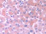 MOSC1 Antibody in Immunohistochemistry (Paraffin) (IHC (P))