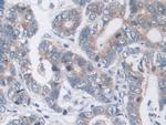 MOSC1 Antibody in Immunohistochemistry (Paraffin) (IHC (P))