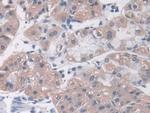 MOSC1 Antibody in Immunohistochemistry (Paraffin) (IHC (P))